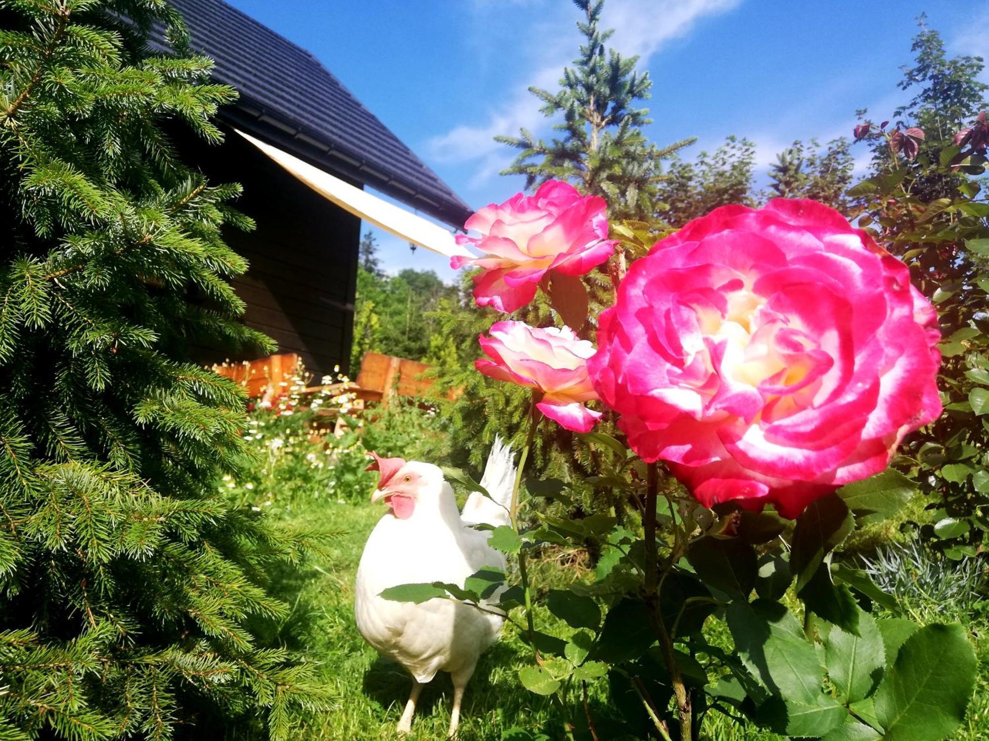 Beskidzka Ostoja Koszarawa 部屋 写真